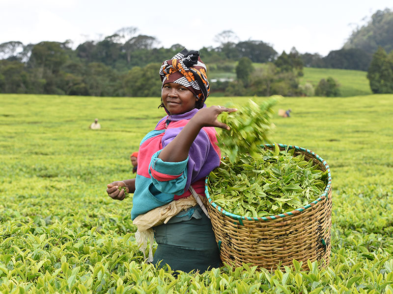 Woman in a field picking leaves
