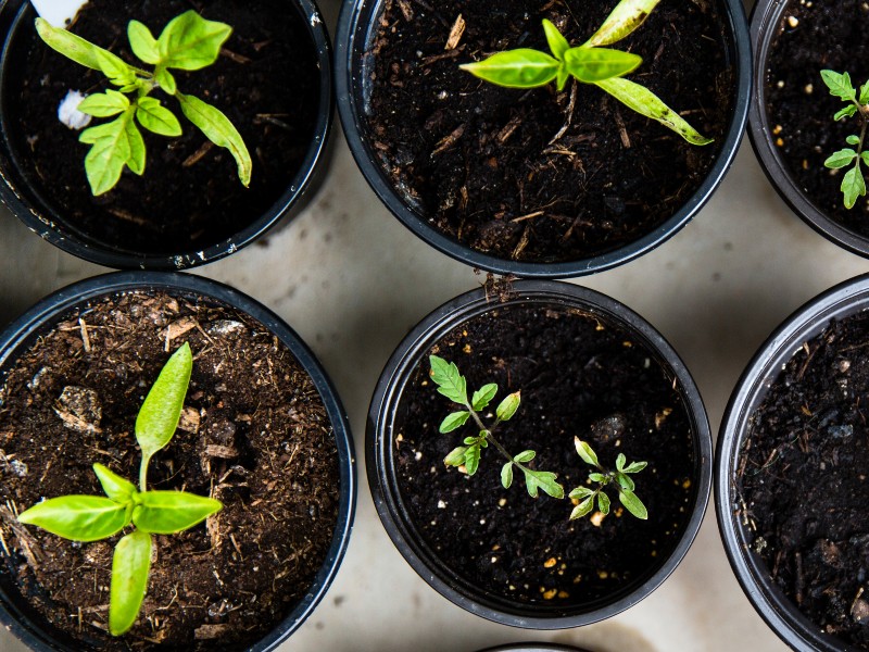 Seedlings growing in pots
